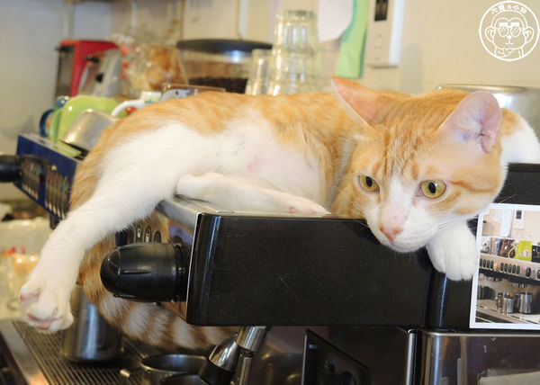 貓圖咖啡 CAT. jpg cafe:呷飽祙【台北大安・貓圖咖啡】親近人的店貓和好吃輕食 貓圖咖啡 CAT. jpg cafe:呷飽祙【台北大安・貓圖咖啡】親近人的店貓和好吃輕食