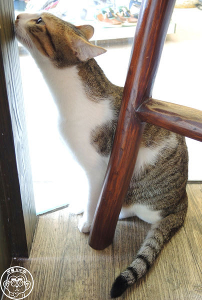 貓圖咖啡 CAT. jpg cafe:呷飽祙【台北大安・貓圖咖啡】親近人的店貓和好吃輕食 貓圖咖啡 CAT. jpg cafe:呷飽祙【台北大安・貓圖咖啡】親近人的店貓和好吃輕食