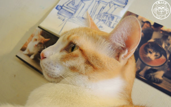 貓圖咖啡 CAT. jpg cafe:呷飽祙【台北大安・貓圖咖啡】親近人的店貓和好吃輕食 貓圖咖啡 CAT. jpg cafe:呷飽祙【台北大安・貓圖咖啡】親近人的店貓和好吃輕食