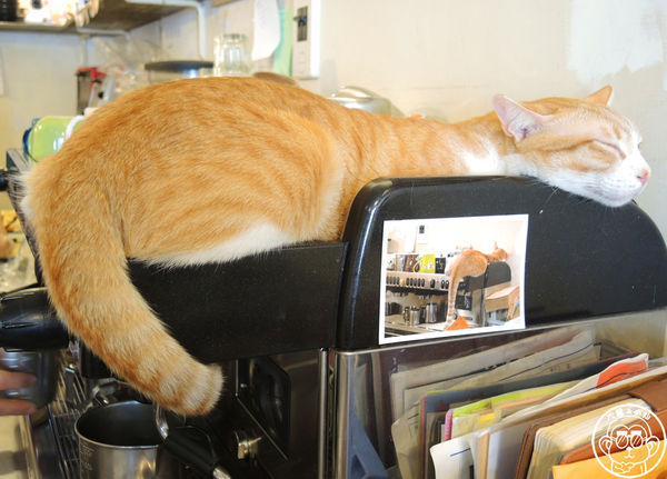貓圖咖啡 CAT. jpg cafe:呷飽祙【台北大安・貓圖咖啡】親近人的店貓和好吃輕食 貓圖咖啡 CAT. jpg cafe:呷飽祙【台北大安・貓圖咖啡】親近人的店貓和好吃輕食