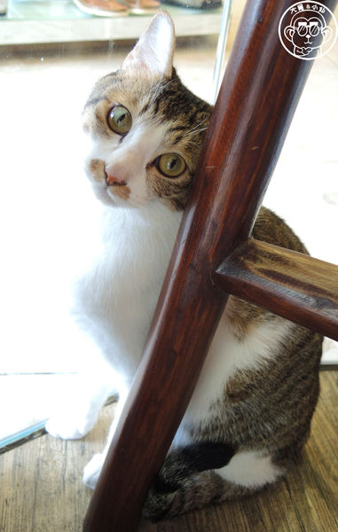 貓圖咖啡 CAT. jpg cafe:呷飽祙【台北大安・貓圖咖啡】親近人的店貓和好吃輕食 貓圖咖啡 CAT. jpg cafe:呷飽祙【台北大安・貓圖咖啡】親近人的店貓和好吃輕食