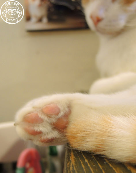 貓圖咖啡 CAT. jpg cafe:呷飽祙【台北大安・貓圖咖啡】親近人的店貓和好吃輕食 貓圖咖啡 CAT. jpg cafe:呷飽祙【台北大安・貓圖咖啡】親近人的店貓和好吃輕食