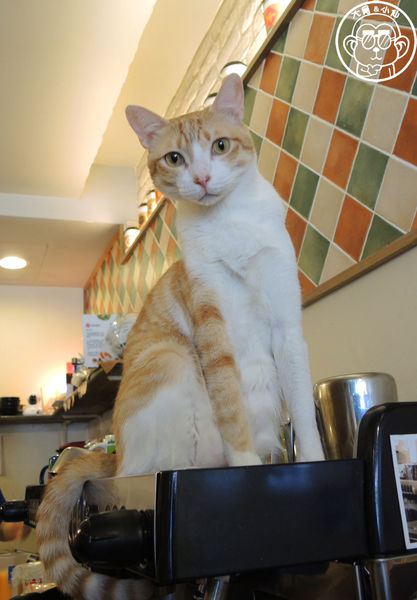 貓圖咖啡 CAT. jpg cafe:呷飽祙【台北大安・貓圖咖啡】親近人的店貓和好吃輕食 貓圖咖啡 CAT. jpg cafe:呷飽祙【台北大安・貓圖咖啡】親近人的店貓和好吃輕食