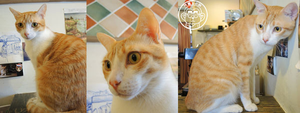 貓圖咖啡 CAT. jpg cafe:呷飽祙【台北大安・貓圖咖啡】親近人的店貓和好吃輕食 貓圖咖啡 CAT. jpg cafe:呷飽祙【台北大安・貓圖咖啡】親近人的店貓和好吃輕食