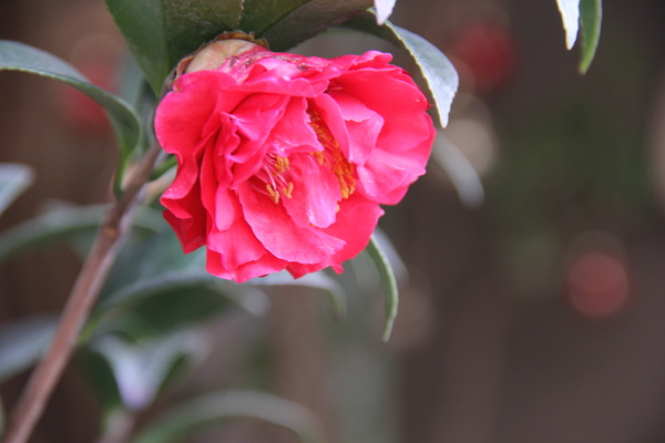 高雄 左營。瑪黑小館法式茶沙龍,悠閒午後法式美味