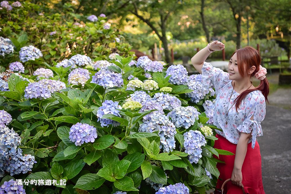 苗栗南庄景點》2017高山青養鱒鱘魚場繡球花開 季節限定迷人的繡球森林步道 - 滿分的旅遊札記