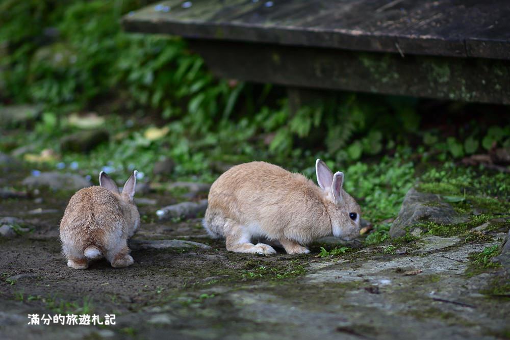 苗栗南庄景點》2017高山青養鱒鱘魚場繡球花開 季節限定迷人的繡球森林步道 - 滿分的旅遊札記