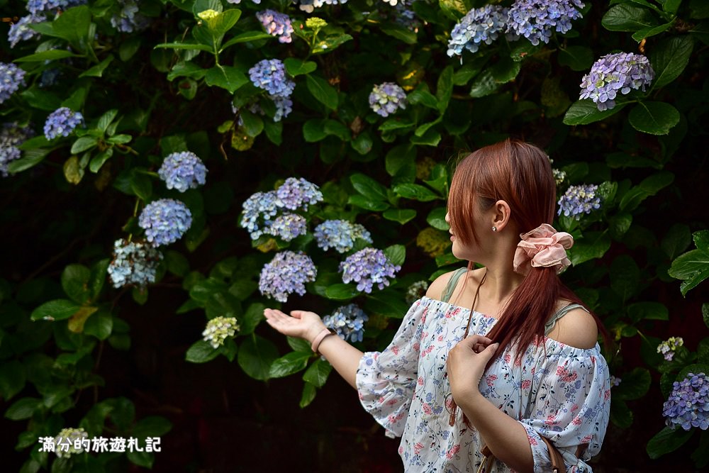 苗栗南庄景點》2017高山青養鱒鱘魚場繡球花開 季節限定迷人的繡球森林步道 - 滿分的旅遊札記