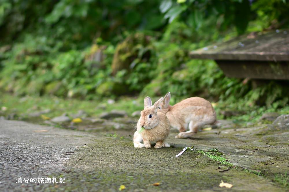 苗栗南庄景點》2017高山青養鱒鱘魚場繡球花開 季節限定迷人的繡球森林步道 - 滿分的旅遊札記