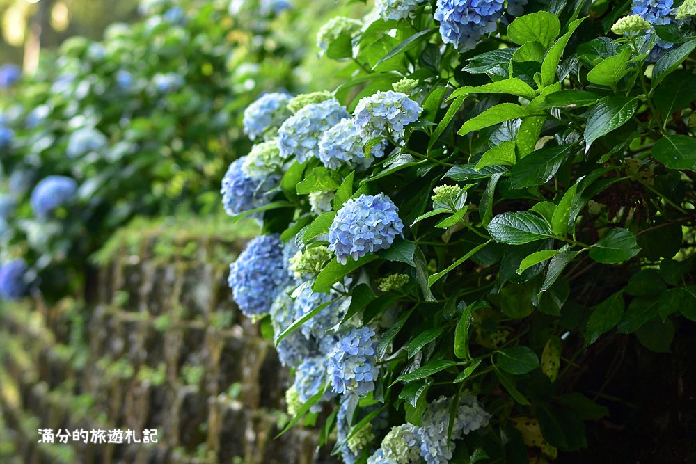 苗栗南庄景點》2017高山青養鱒鱘魚場繡球花開 季節限定迷人的繡球森林步道 - 滿分的旅遊札記