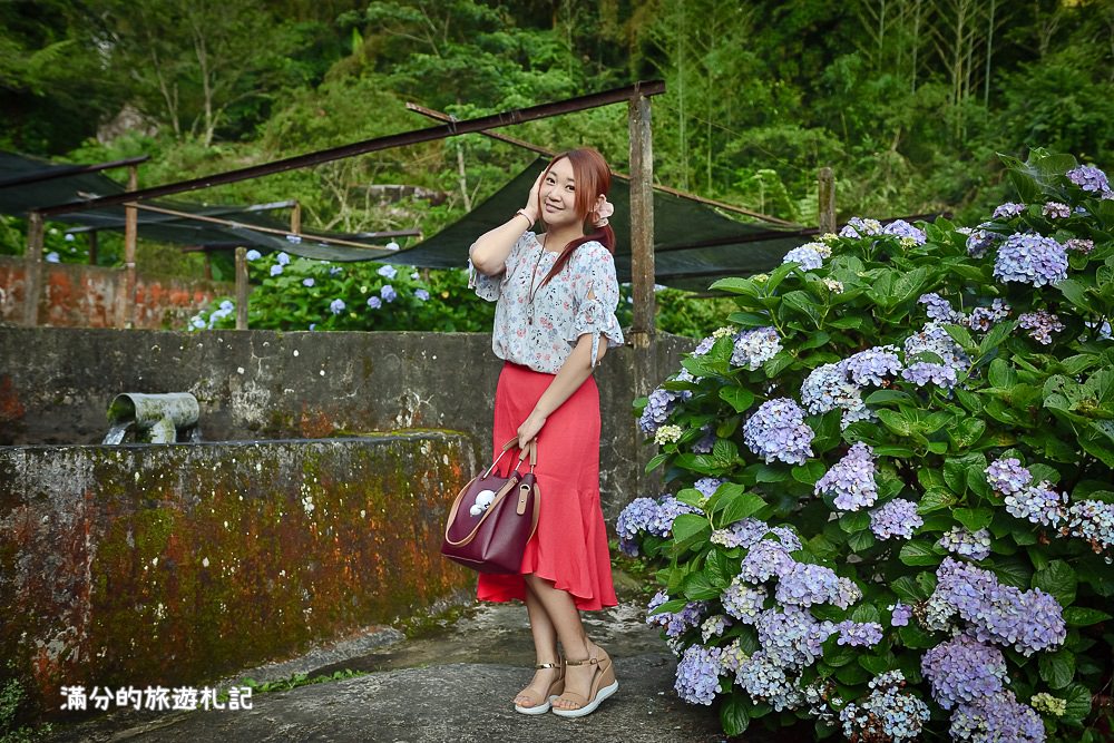 苗栗南庄景點》2017高山青養鱒鱘魚場繡球花開 季節限定迷人的繡球森林步道 - 滿分的旅遊札記