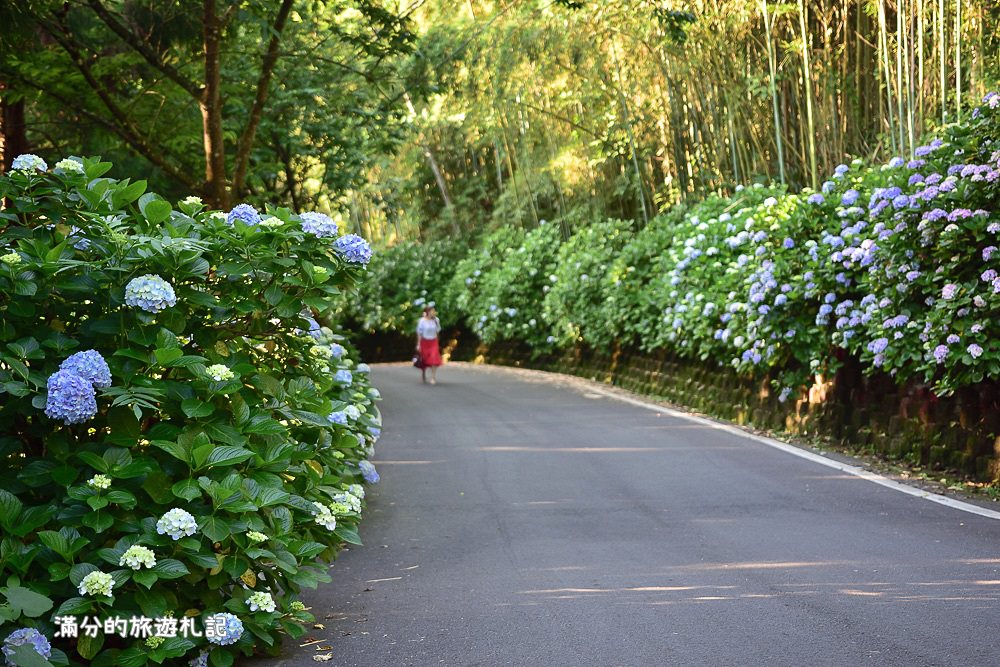 苗栗南庄景點》2017高山青養鱒鱘魚場繡球花開 季節限定迷人的繡球森林步道 - 滿分的旅遊札記