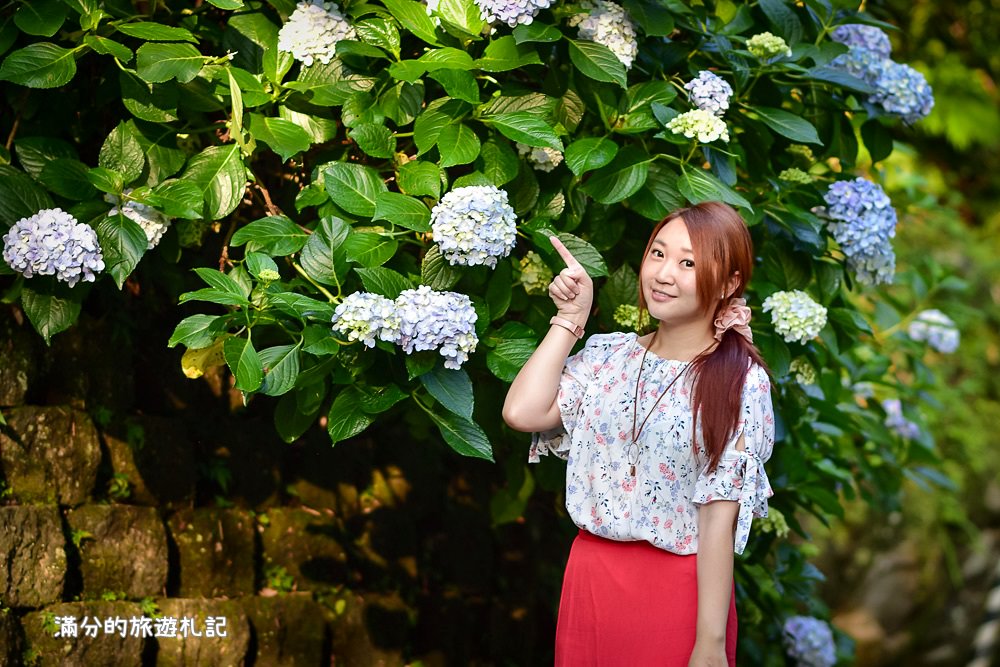 苗栗南庄景點》2017高山青養鱒鱘魚場繡球花開 季節限定迷人的繡球森林步道 - 滿分的旅遊札記