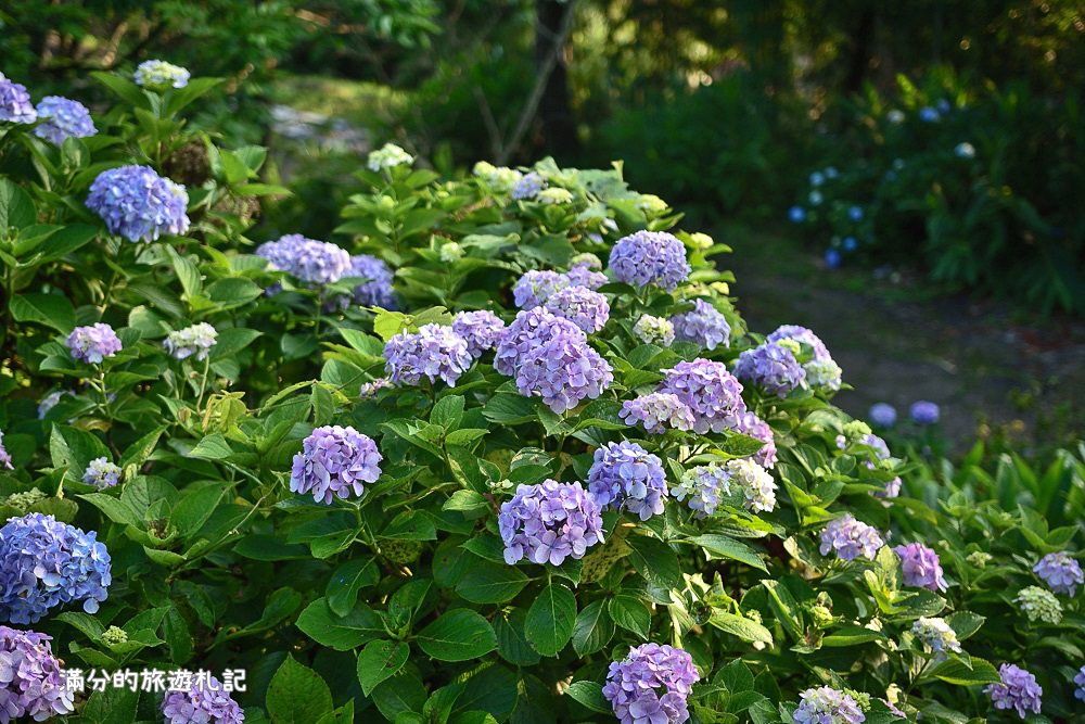 苗栗南庄景點》2017高山青養鱒鱘魚場繡球花開 季節限定迷人的繡球森林步道 - 滿分的旅遊札記