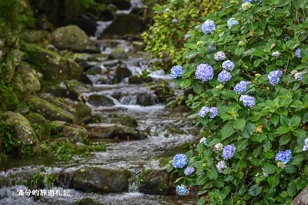 苗栗南庄景點》2017高山青養鱒鱘魚場繡球花開 季節限定迷人的繡球森林步道 - 滿分的旅遊札記