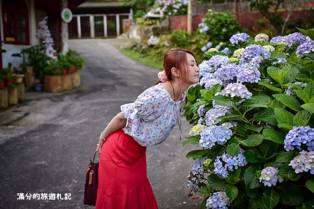 苗栗南庄景點》2017高山青養鱒鱘魚場繡球花開 季節限定迷人的繡球森林步道 - 滿分的旅遊札記