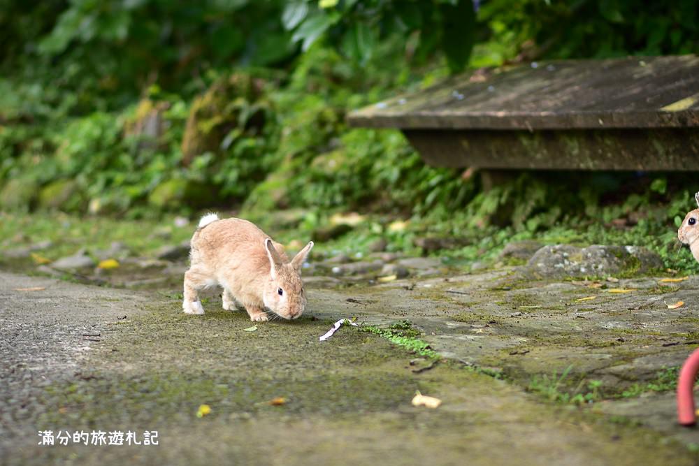 苗栗南庄景點》2017高山青養鱒鱘魚場繡球花開 季節限定迷人的繡球森林步道 - 滿分的旅遊札記