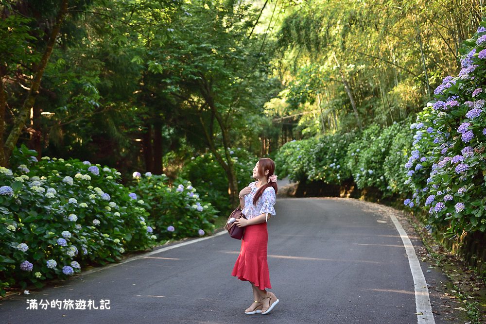 苗栗南庄景點》2017高山青養鱒鱘魚場繡球花開 季節限定迷人的繡球森林步道 - 滿分的旅遊札記
