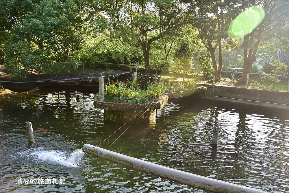 苗栗南庄景點》2017高山青養鱒鱘魚場繡球花開 季節限定迷人的繡球森林步道 - 滿分的旅遊札記