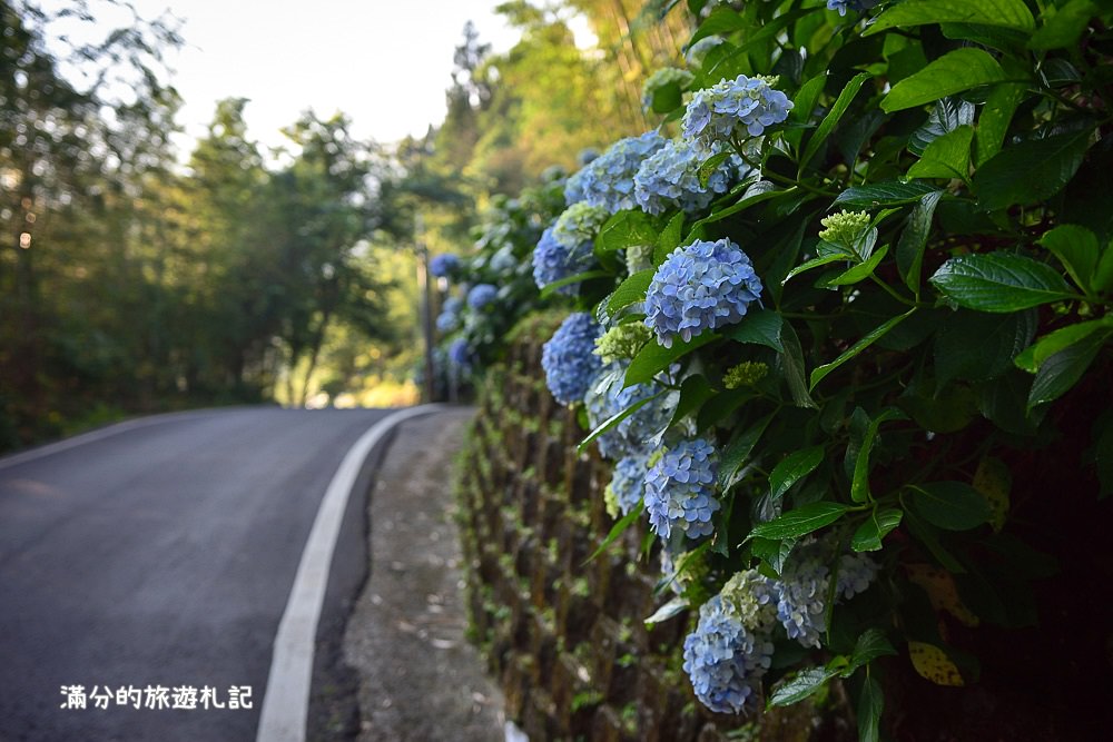 苗栗南庄景點》2017高山青養鱒鱘魚場繡球花開 季節限定迷人的繡球森林步道 - 滿分的旅遊札記