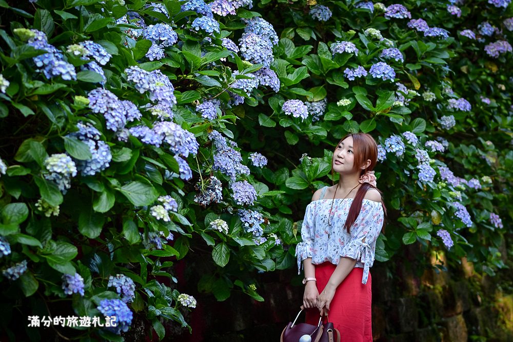 苗栗南庄景點》2017高山青養鱒鱘魚場繡球花開 季節限定迷人的繡球森林步道 - 滿分的旅遊札記