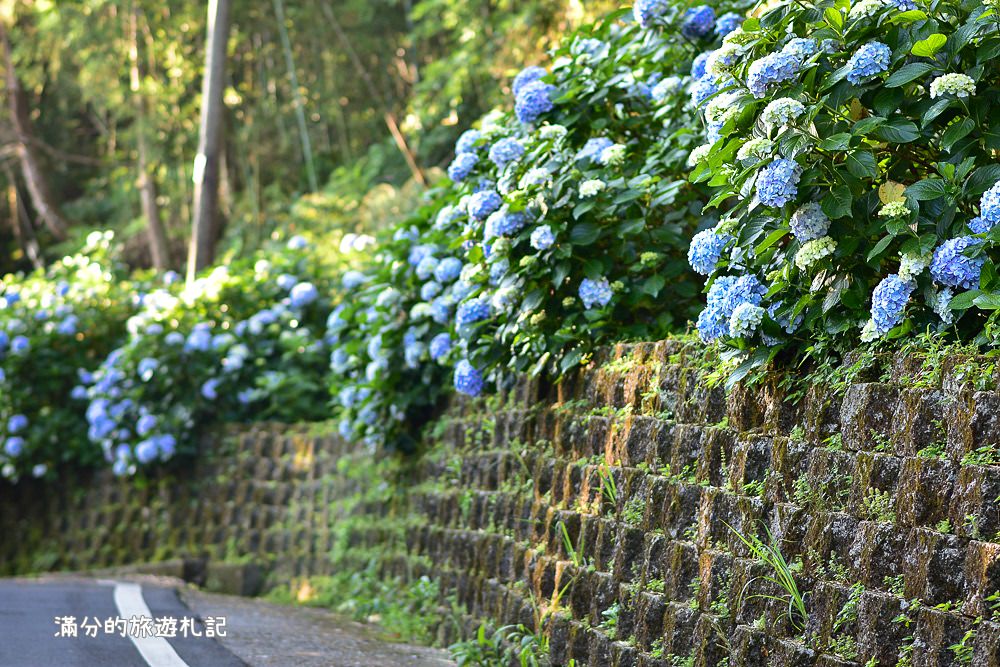 苗栗南庄景點》2017高山青養鱒鱘魚場繡球花開 季節限定迷人的繡球森林步道 - 滿分的旅遊札記