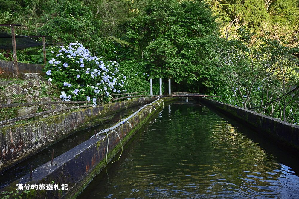 苗栗南庄景點》2017高山青養鱒鱘魚場繡球花開 季節限定迷人的繡球森林步道 - 滿分的旅遊札記
