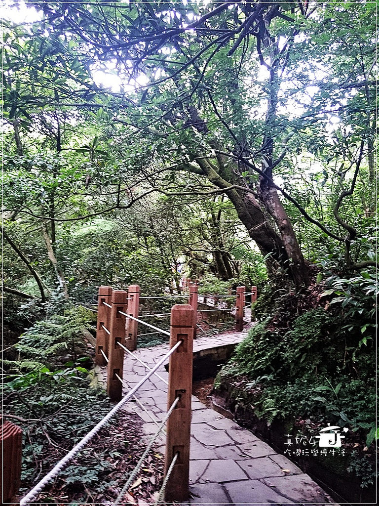 陽明山 福田橋 繡球花