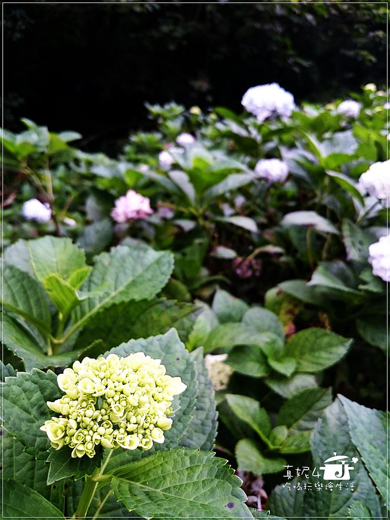 陽明山 福田橋 繡球花