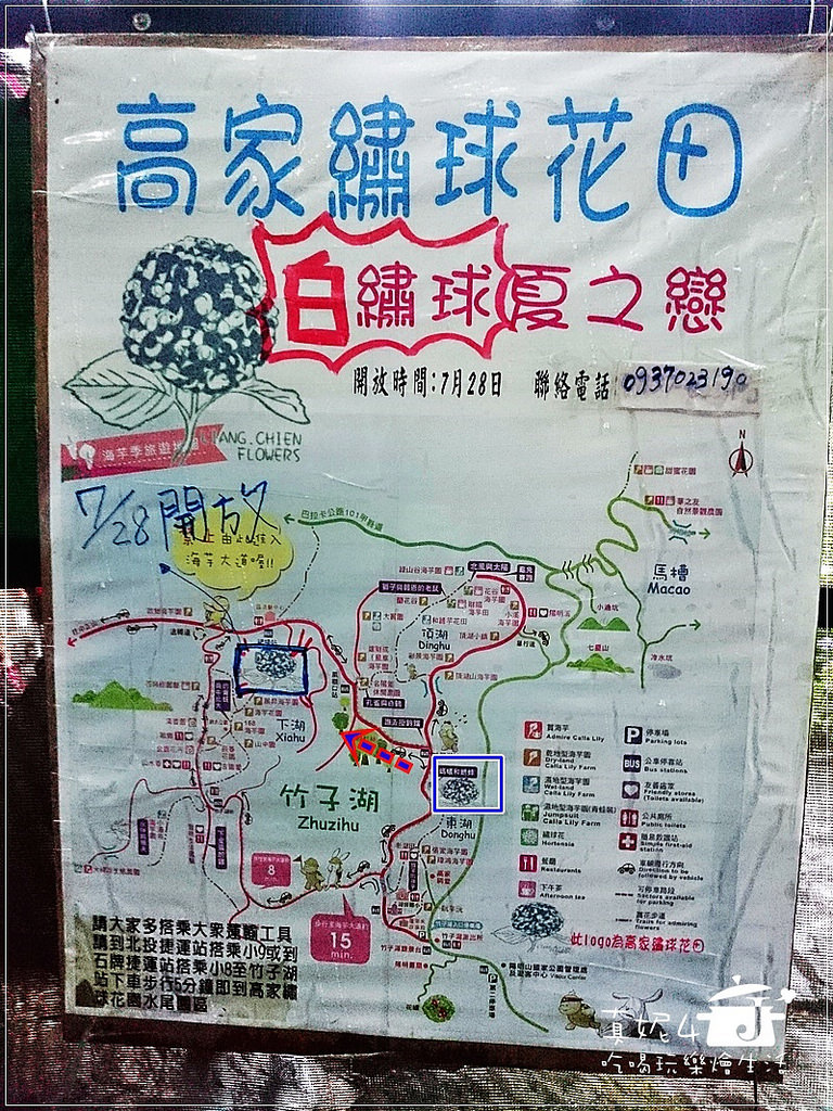 陽明山 福田橋 繡球花