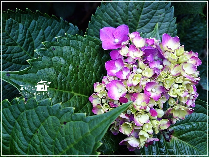 陽明山 福田橋 繡球花