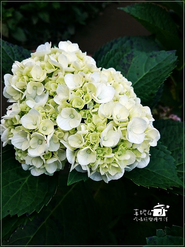 陽明山 福田橋 繡球花