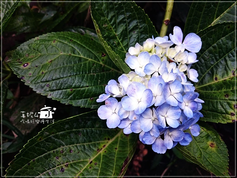 陽明山 福田橋 繡球花