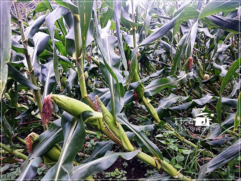 陽明山 福田橋 繡球花