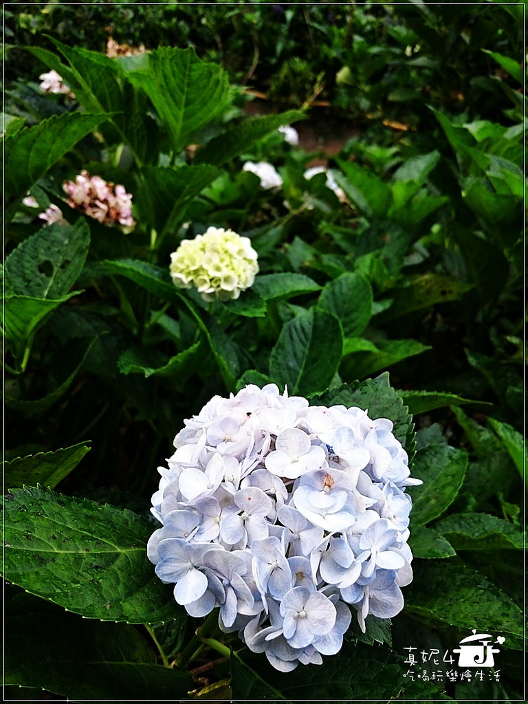 陽明山 福田橋 繡球花