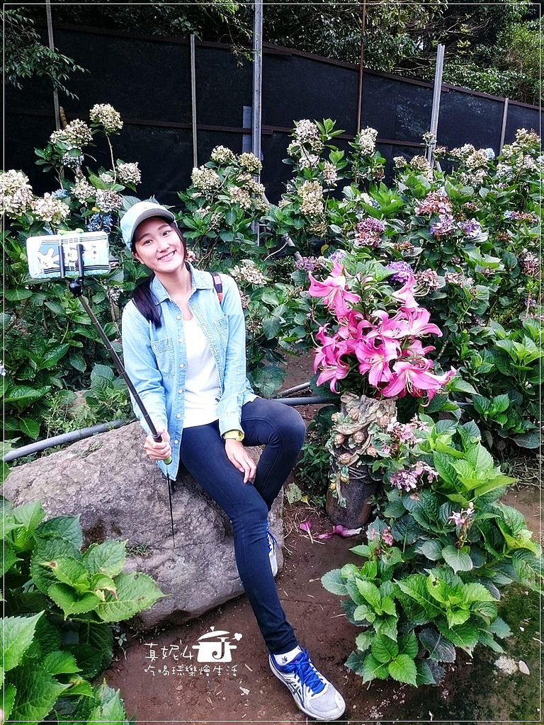 陽明山 福田橋 繡球花