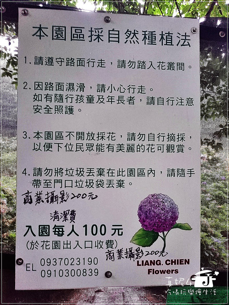 陽明山 福田橋 繡球花