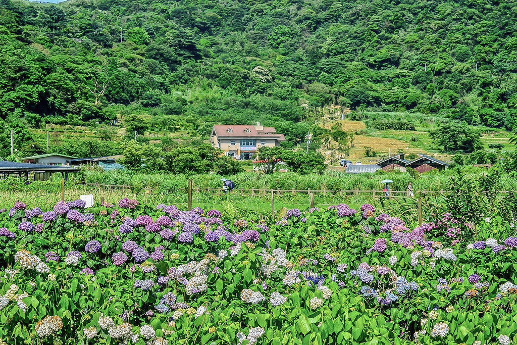 20170607竹子湖繡球花_170608_0033