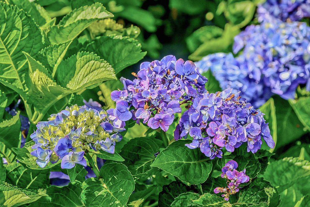 20170607竹子湖繡球花_170608_0019