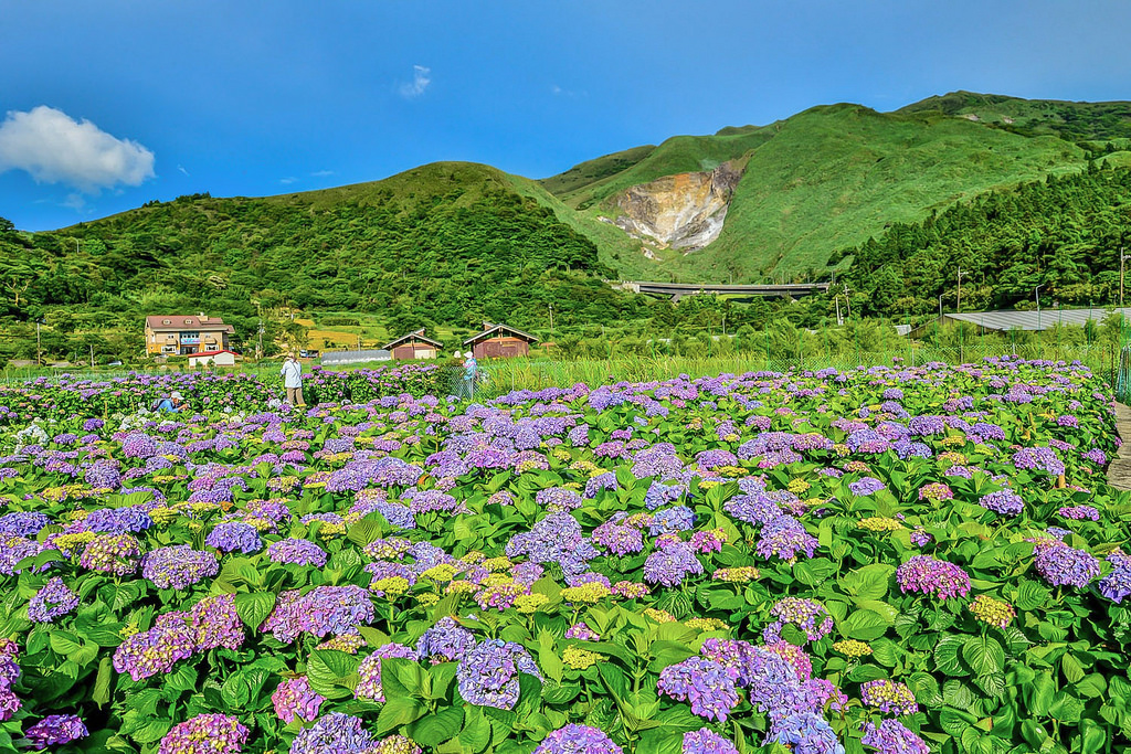 20170607竹子湖繡球花_170608_0009