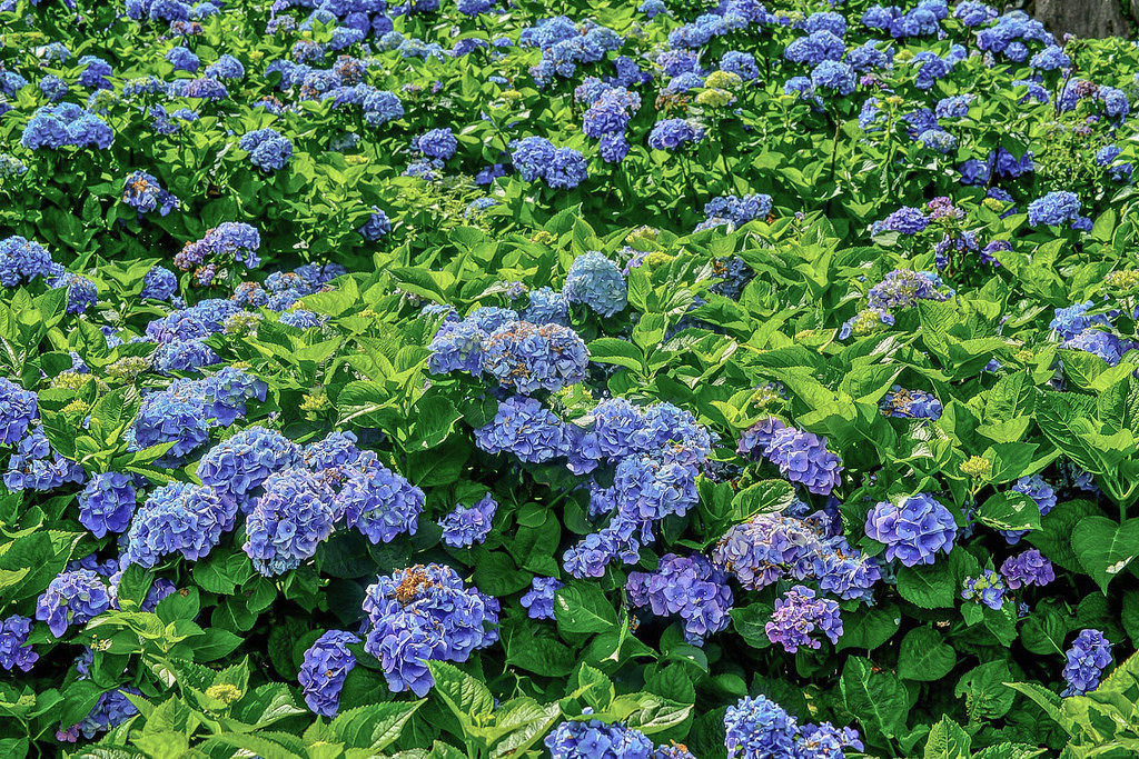 20170607竹子湖繡球花_170608_0025