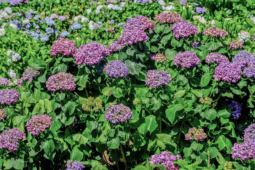 20170607竹子湖繡球花_170608_0032