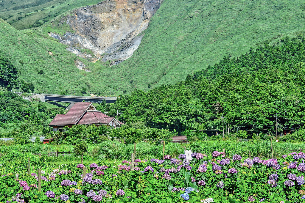 20170607竹子湖繡球花_170608_0034