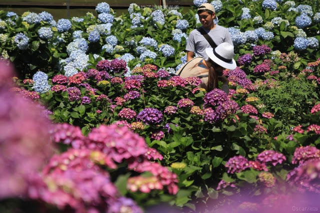 2018 繡球花季-26