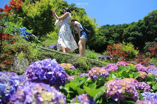 2018 繡球花季-22