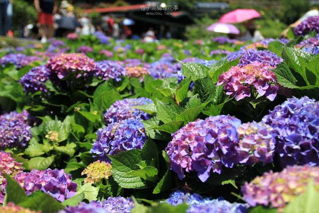 2018 繡球花季-20