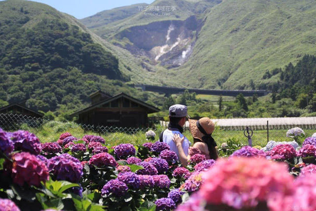 2018 繡球花季-14