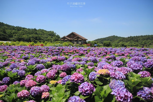 2018 繡球花季-27