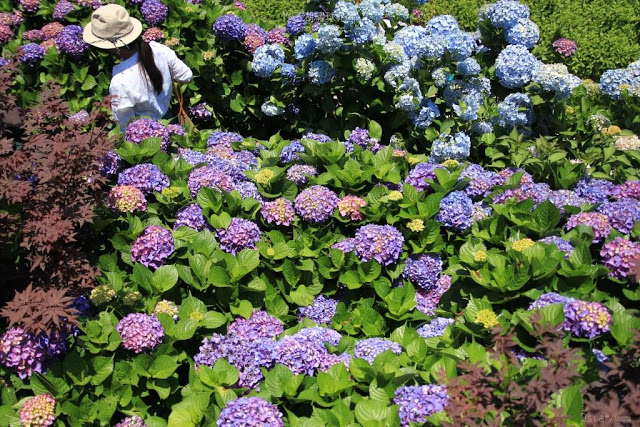 2018 繡球花季-18