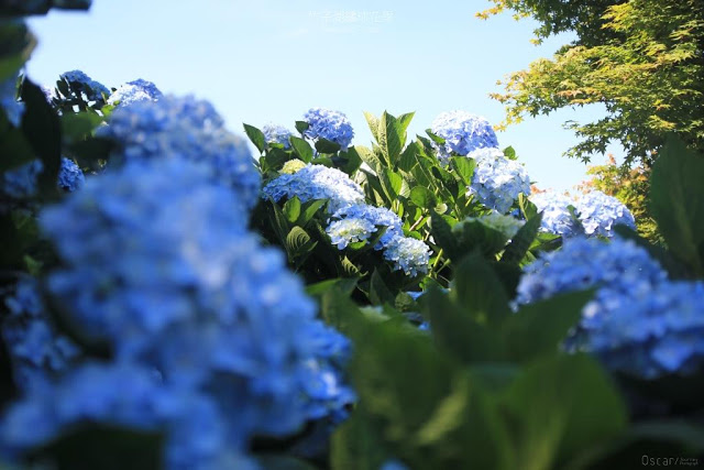 2018 繡球花季-24